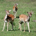 Tiere Mecklenburgische Seenplatte SAM_3885 Kopie